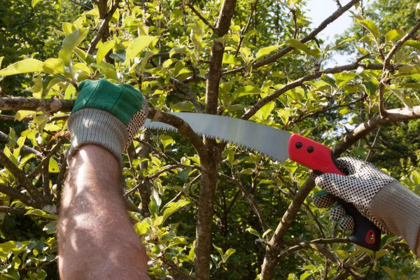 Apple Tree Trimming in Navarre
