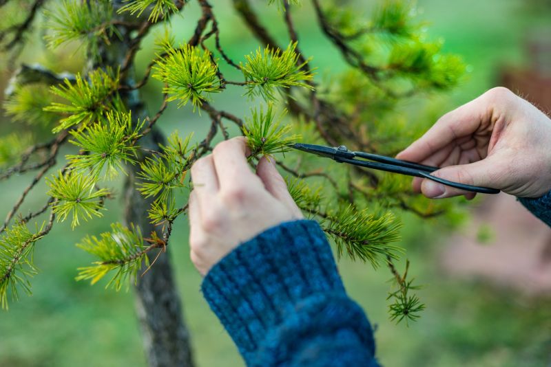 Cypress Tree Pruning