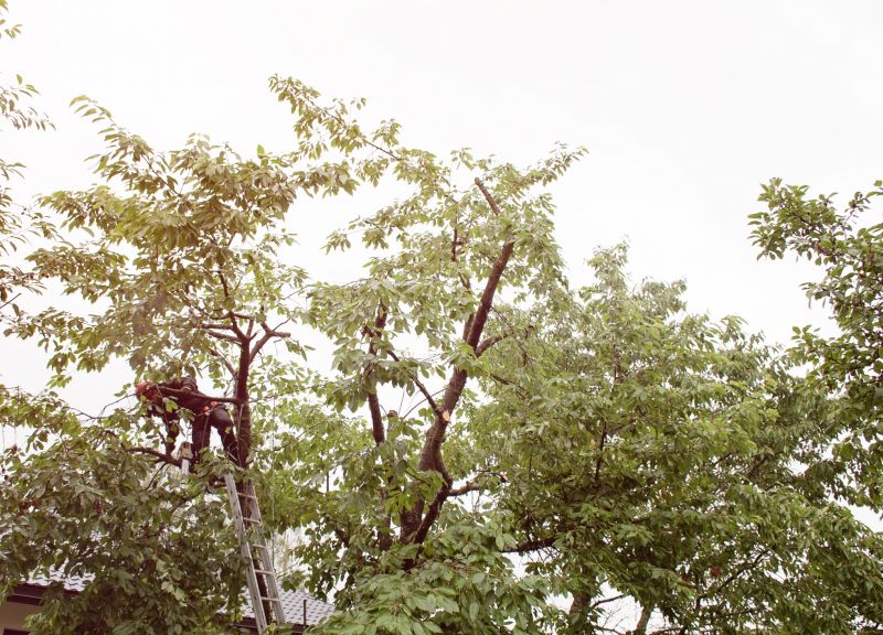 Healthy Tree Landscape